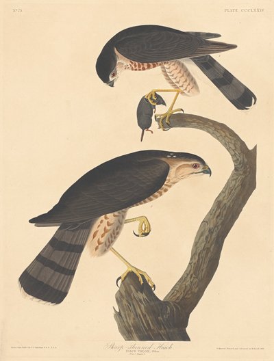Sparviero da Robert Havell after John James Audubon