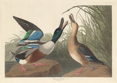 Anatra mestolone da Robert Havell after John James Audubon