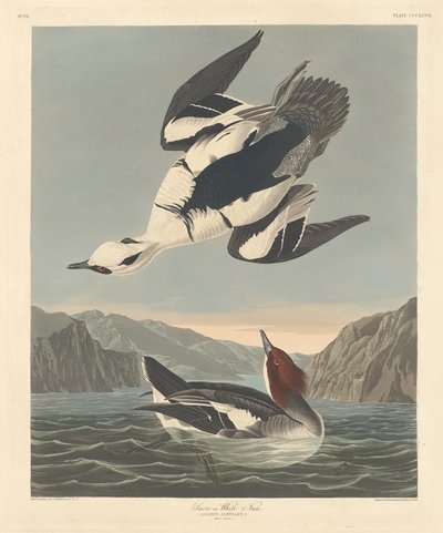 Smergo o Suora Bianca da Robert Havell after John James Audubon