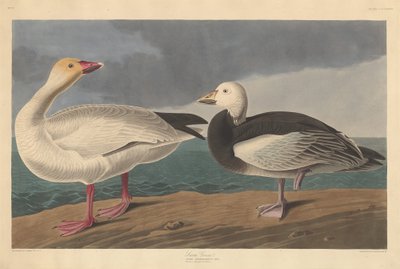 Oca delle nevi da Robert Havell after John James Audubon