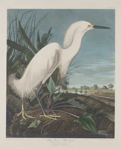 Airone nevoso, o garzetta bianca da Robert Havell after John James Audubon
