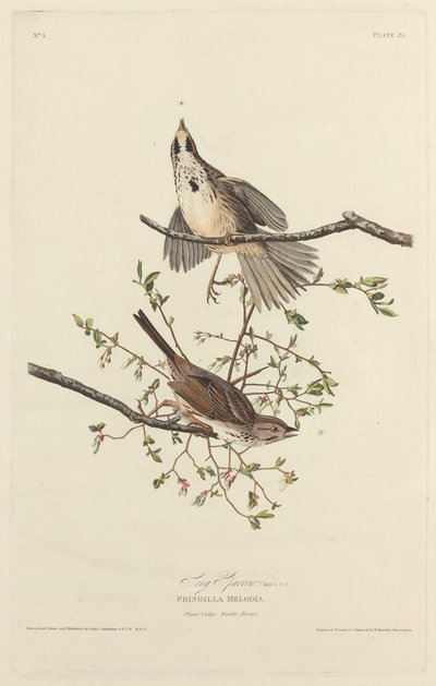 Passero Canoro da Robert Havell after John James Audubon