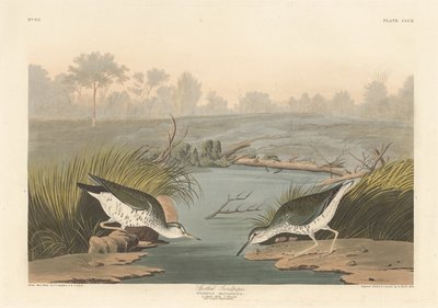 Piro-piro macchiato da Robert Havell after John James Audubon
