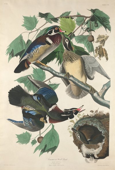 Anatra estiva o di legno da Robert Havell after John James Audubon