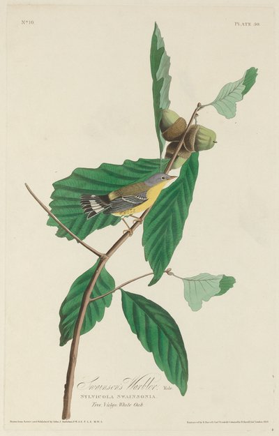 La Parula di Swainson da Robert Havell after John James Audubon