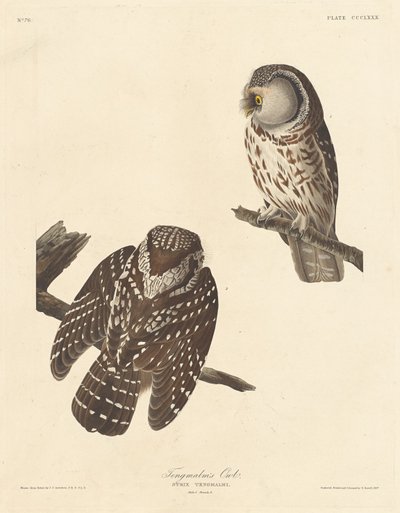 Civetta di Tengmalm da Robert Havell after John James Audubon