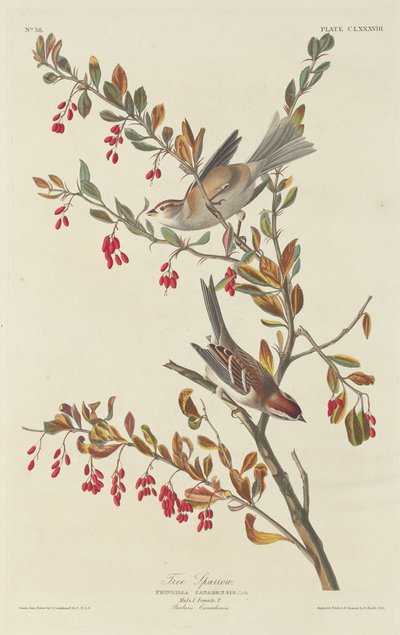 Passero arboricolo da Robert Havell after John James Audubon