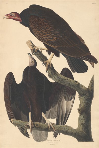 Avvoltoio tacchino da Robert Havell after John James Audubon