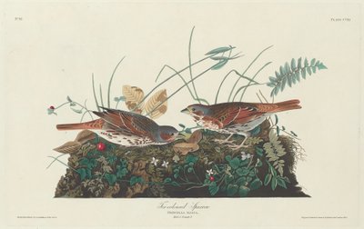 Passero bicolore da Robert Havell after John James Audubon