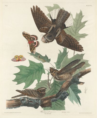 Caprimulgo da Robert Havell after John James Audubon