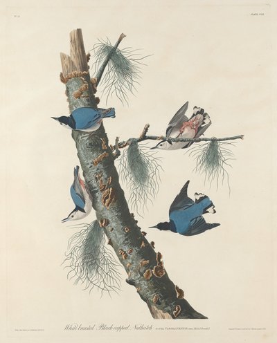 Picchio muratore dal petto bianco e dal cappuccio nero da Robert Havell after John James Audubon