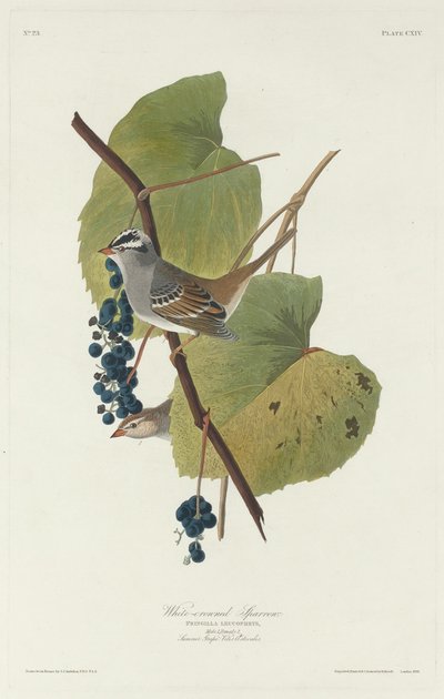 Passero coronato bianco da Robert Havell after John James Audubon