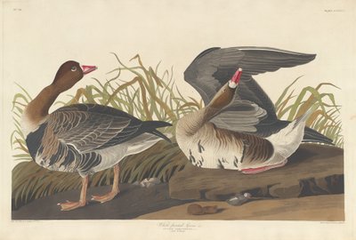 Oca dalla fronte bianca da Robert Havell after John James Audubon