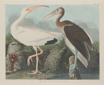 Ibis bianco da Robert Havell after John James Audubon