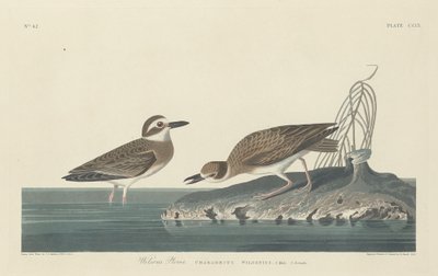 Piviere di Wilson da Robert Havell after John James Audubon