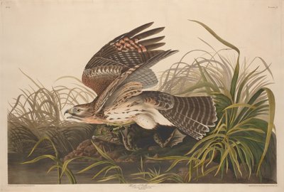 Falco Invernale da Robert Havell after John James Audubon