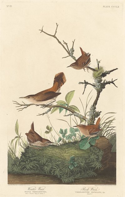 Scricciolo invernale e scricciolo di roccia da Robert Havell after John James Audubon