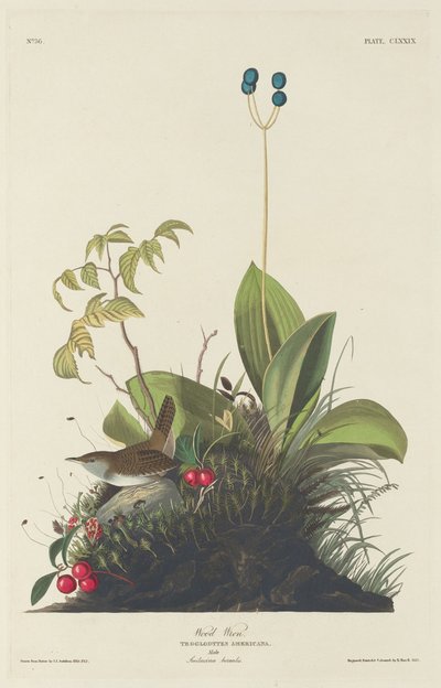 Scricciolo dei boschi da Robert Havell after John James Audubon