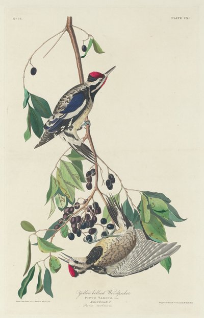 Picchio dal ventre giallo da Robert Havell after John James Audubon