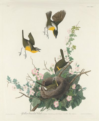 Chat dal Petto Giallo da Robert Havell after John James Audubon