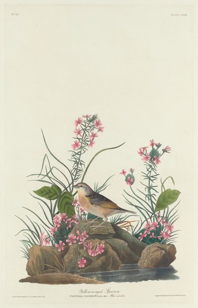 Passero dalle Ali Gialle da Robert Havell after John James Audubon