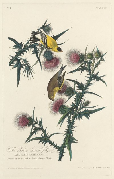 Uccello Giallo o Cardellino Americano da Robert Havell after John James Audubon