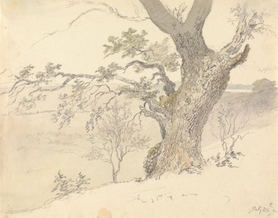 Una quercia nel Parco di Englefield da Robert Hills