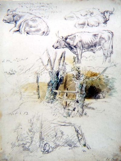 Studi di Bovini da Robert Hills