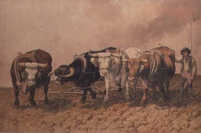 Aratura da Robert Hills