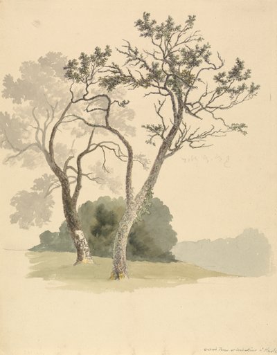 Alberi da frutto a Under River vicino a Knole da Robert Hills