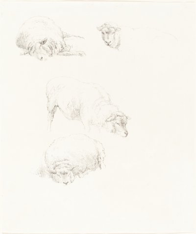 Studi di pecore da Robert Hills