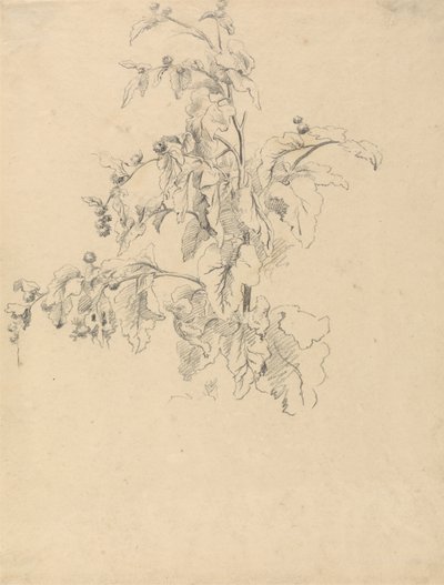Studio di Foliage da Robert Hills
