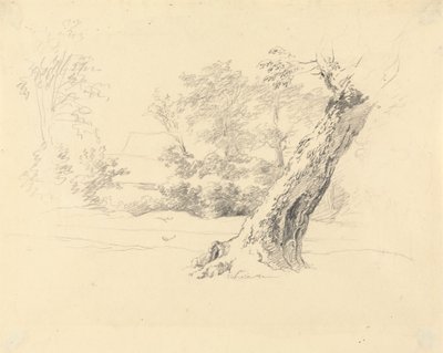 Studio di un albero da Robert Hills