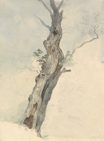 Studio di Albero da Robert Hills