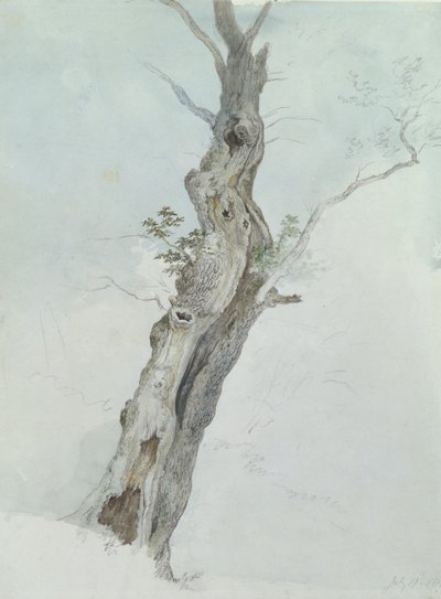 Studio di albero, c.1800-05 da Robert Hills