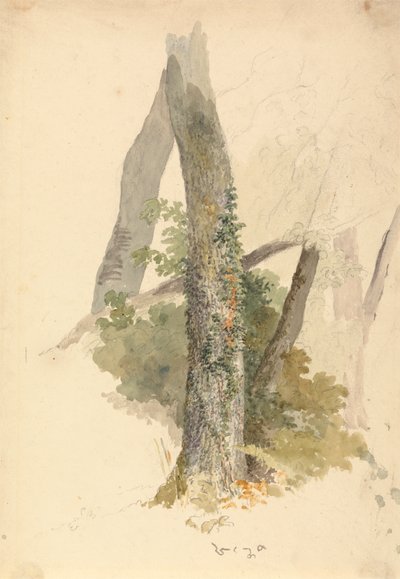 Studio di un albero con edera che si aggrappa al ceppo da Robert Hills