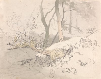 Ombra del Bosco da Robert Hills