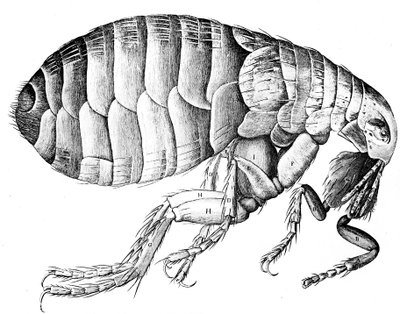 Pulce, insetto parassita succhiasangue senza ali, 1665 da Robert Hooke