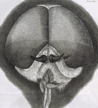 Mosca grigia, osservazione XXXIX da Micrographia di Hooke, 1664 da Robert Hooke