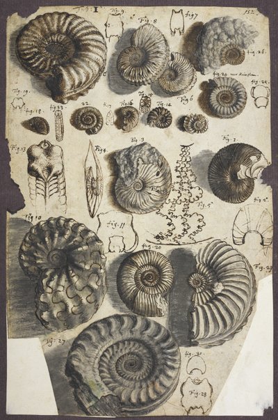 Pietre di serpente (ammoniti) da Robert Hooke