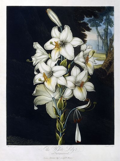 Il Giglio Bianco da Robert John (after) Thornton