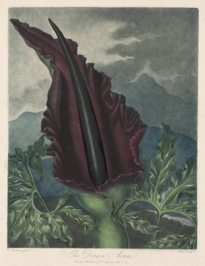 Dracunculus vulgaris, Calla nera o Giglio di Salomone da Robert John Thornton