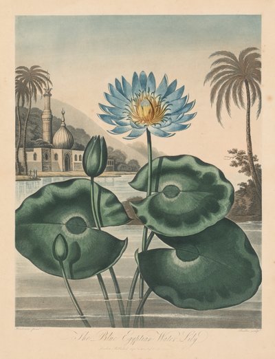 Il tempio di Flora, o giardino della natura: Ninfea blu egiziana da Robert John Thornton