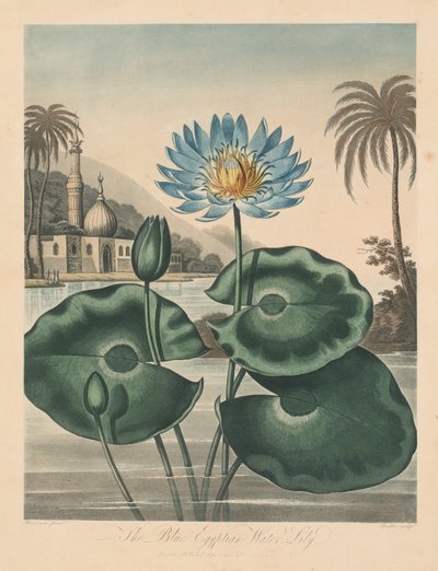 Il Tempio della Flora, o Giardino della Natura: Ninfea Blu Egiziana, 1804 da Robert John Thornton