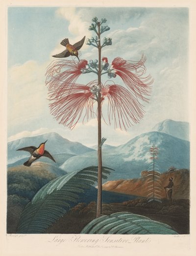 Il tempio della flora, o giardino della natura: Grande pianta sensitiva fiorita da Robert John Thornton
