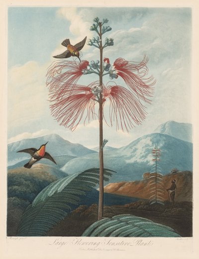 Il tempio di Flora, o Giardino della Natura: Grande pianta sensitiva fiorita, 1799-1807 da Robert John Thornton