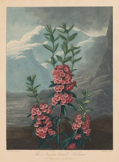 Il Tempio di Flora, o Giardino della Natura: Il Kalmia a foglia stretta, Alloro di montagna, 1804 da Robert John Thornton