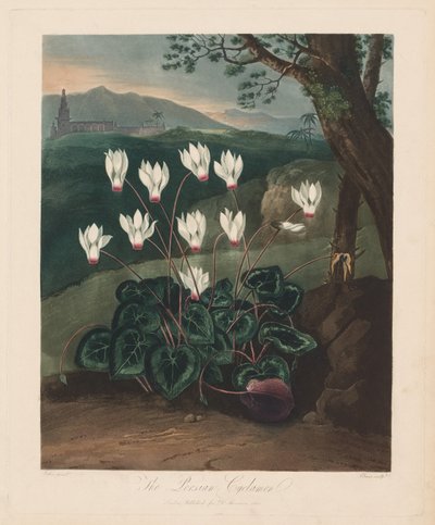 Il Tempio di Flora, o Giardino della Natura: Il ciclamino persiano da Robert John Thornton