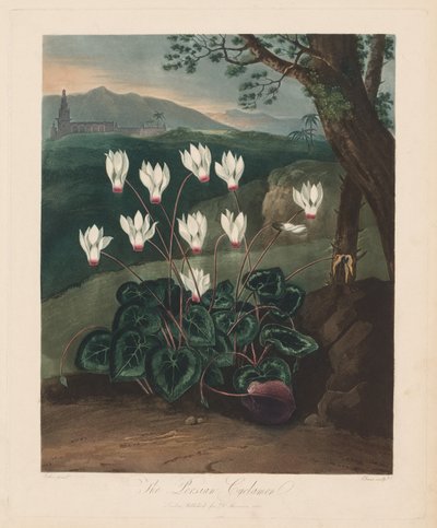 Il tempio di Flora, o Giardino della Natura: Il ciclamino persiano, 1799-1807 da Robert John Thornton