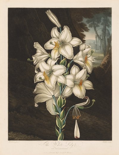 Il tempio di Flora, o Giardino della Natura: Il giglio bianco con foglie variegate da Robert John Thornton